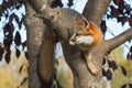 Grey Fox (Urocyon cinereoargenteus) Curled in Tree Royalty Free Stock Photo