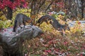 Grey Fox Urocyon cinereoargenteus Jumps Off Rock Another Atop Autumn Royalty Free Stock Photo