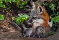 Grey Fox (Urocyon cinereoargenteus) and Kit Lying in Den