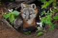 Grey Fox (Urocyon cinereoargenteus) and Kit Sit in Den Entrance