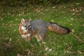 Grey Fox Urocyon cinereoargenteus Looks Back in Grass