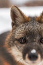 Grey Fox Urocyon cinereoargenteus Looks Forward Extreme Closeup Winter