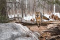 Grey Fox Urocyon cinereoargenteus Looks Out From Atop Log Winter Royalty Free Stock Photo