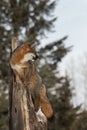 Grey Fox Urocyon cinereoargenteus Looks Right From Treetop
