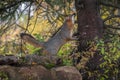 Grey Fox Urocyon cinereoargenteus Looks Up Side of Tree Autumn