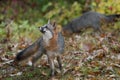 Grey Fox Urocyon cinereoargenteus Looks Ups Another in Background Autumn Royalty Free Stock Photo