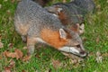 Grey Fox (Urocyon cinereoargenteus) Quick Turn