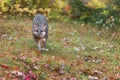 Grey Fox Urocyon cinereoargenteus Runs Forward in Drizzle Autumn