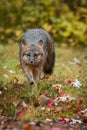 Grey Fox Urocyon cinereoargenteus Runs Forward in Rain Autumn