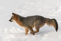 Grey Fox Urocyon cinereoargenteus Runs Left Through Snow