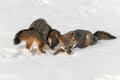 Grey Fox Urocyon cinereoargenteus Sniff in Snow