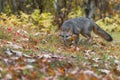 Grey Fox Urocyon cinereoargenteus Stalks Forward in Drizzle Autumn