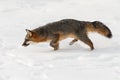 Grey Fox Urocyon cinereoargenteus Stalks Left Head Down