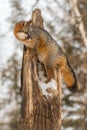 Grey Fox Urocyon cinereoargenteus Stands at Top of Broken Tree