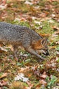 Grey Fox Urocyon cinereoargenteus Steps Right Autumn