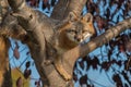 Grey Fox (Urocyon cinereoargenteus) in Tree Looks Forward