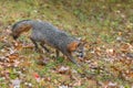 Grey Fox Urocyon cinereoargenteus Trots Right Autumn