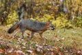 Grey Fox Urocyon cinereoargenteus Trots Right in Light Drizzle Autumn