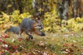 Grey Fox Urocyon cinereoargenteus Turns and Move Right in Light Drizzle Autumn