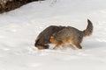 Grey Fox Urocyon cinereoargenteus Tussle in the Snow Royalty Free Stock Photo