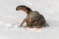 Grey Fox Urocyon cinereoargenteus Tussle in Snow Royalty Free Stock Photo