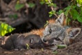 Grey Fox Urocyon cinereoargenteus Vixen With Kit at Mouth