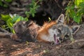 Grey Fox Urocyon cinereoargenteus Vixen With Kits Climbing Ove