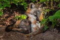 Grey Fox (Urocyon cinereoargenteus) Vixen Sniffs Flower with Kit Royalty Free Stock Photo