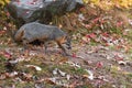 Grey Fox Urocyon cinereoargenteus Walks Alongs Past Rock Autumn Royalty Free Stock Photo