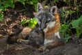 Grey Fox Vixen & Kit (Urocyon cinereoargenteus) Snuggle in Den Royalty Free Stock Photo