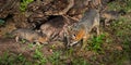 Grey Fox Vixen and Kits Urocyon cinereoargenteus Examine Log