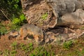 Grey Fox Vixen and Kits (Urocyon cinereoargenteus) Next to Log