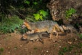 Grey Fox Vixen and Kits (Urocyon cinereoargenteus) Walk Left