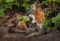 Grey Fox Vixen (Urocyon cinereoargenteus) Alertly Looking Left a
