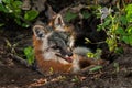 Grey Fox Vixen (Urocyon cinereoargenteus) Hangs out in Den Entrance Royalty Free Stock Photo