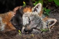 Grey Fox Vixen (Urocyon cinereoargenteus) and Kit Closeup