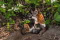 Grey Fox Vixen (Urocyon cinereoargenteus) and Kit Snuggle at Den