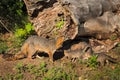 Grey Fox Vixen Urocyon cinereoargenteus and Kits Near Log