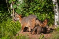 Grey Fox Vixen (Urocyon cinereoargenteus) with Kits Under Her