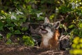 Grey Fox Vixen (Urocyon cinereoargenteus) Looks Up with Kit Royalty Free Stock Photo