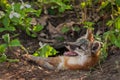 Grey Fox Vixen Urocyon cinereoargenteus With Mosquito on Nose Royalty Free Stock Photo