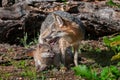 Grey Fox Vixen (Urocyon cinereoargenteus) Nurses Kits