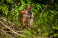 Grey Fox Vixen Urocyon cinereoargenteus Stands in Brush