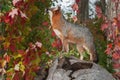 Grey Fox (Urocyon cinereoargenteus) Looks Up From Atop Log Royalty Free Stock Photo