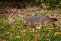 Grey Fox (Urocyon cinereoargenteus) Stalks Left Royalty Free Stock Photo