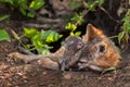 Grey Fox & x28;Urocyon cinereoargenteus& x29; Vixen and Kit Snuggle in Den Royalty Free Stock Photo