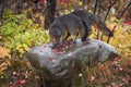 Grey Foxes Urocyon cinereoargenteus Sniff About Atop Rock Autumn Royalty Free Stock Photo