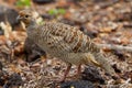 Grey Francolin