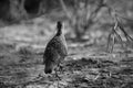 Grey francolin from the back at Khamis, Bahrain