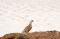 Grey francolin